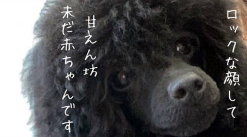 f:id:tanegashimapi:20210305115237j:plain