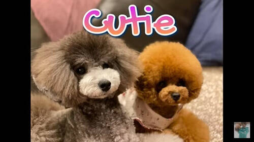 f:id:tanegashimapi:20210824213938j:plain