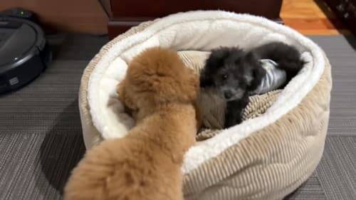 f:id:tanegashimapi:20220225154922j:plain