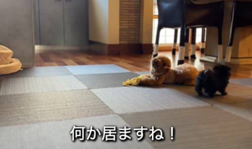 f:id:tanegashimapi:20220225155423j:plain