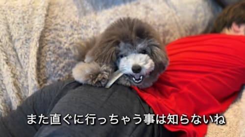 f:id:tanegashimapi:20220307163432j:plain