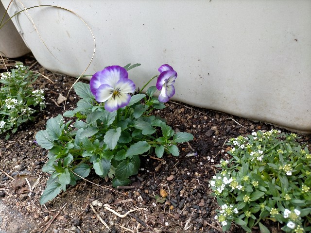 f:id:tanekko12:20201125080550j:image f:id:tanekko12:20201125080550j:image