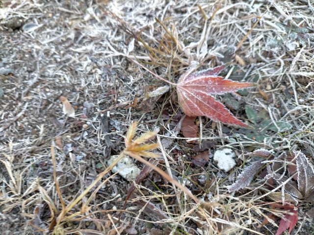 f:id:tanekko12:20201222205417j:image f:id:tanekko12:20201222205417j:image