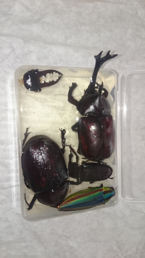 意を決して 昆虫標本作製 からしだね日記 意を決して 昆虫標本作製 からしだね日記