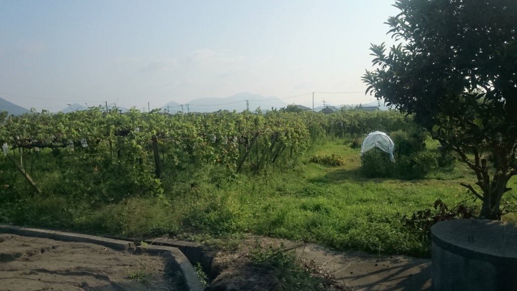 f:id:taneko419:20180808013040j:plain