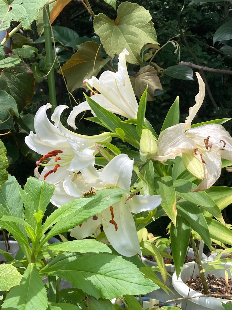 種間雑種のユリの種子 No275 - tanemakijiisanのブログ