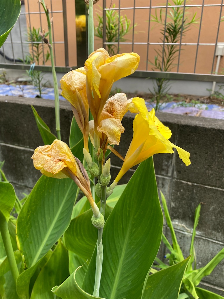 f:id:tanemakijiisan:20260805101946j:image