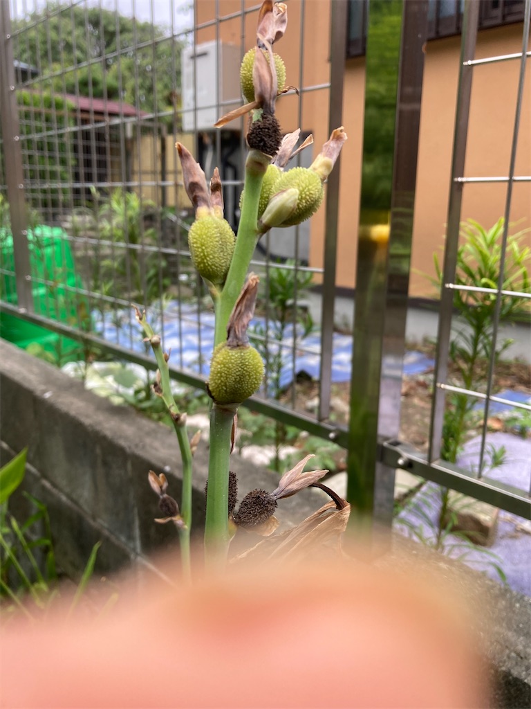 f:id:tanemakijiisan:20260805103508j:image