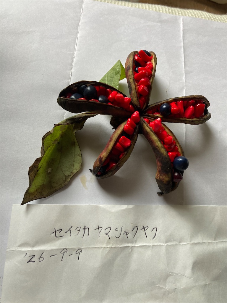 f:id:tanemakijiisan:20260912094611j:image