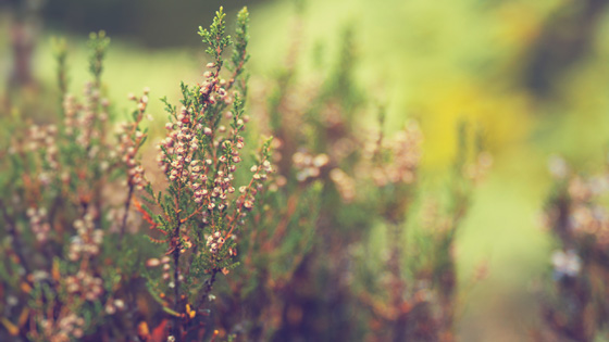 f:id:tanemori:20121125120552j:image