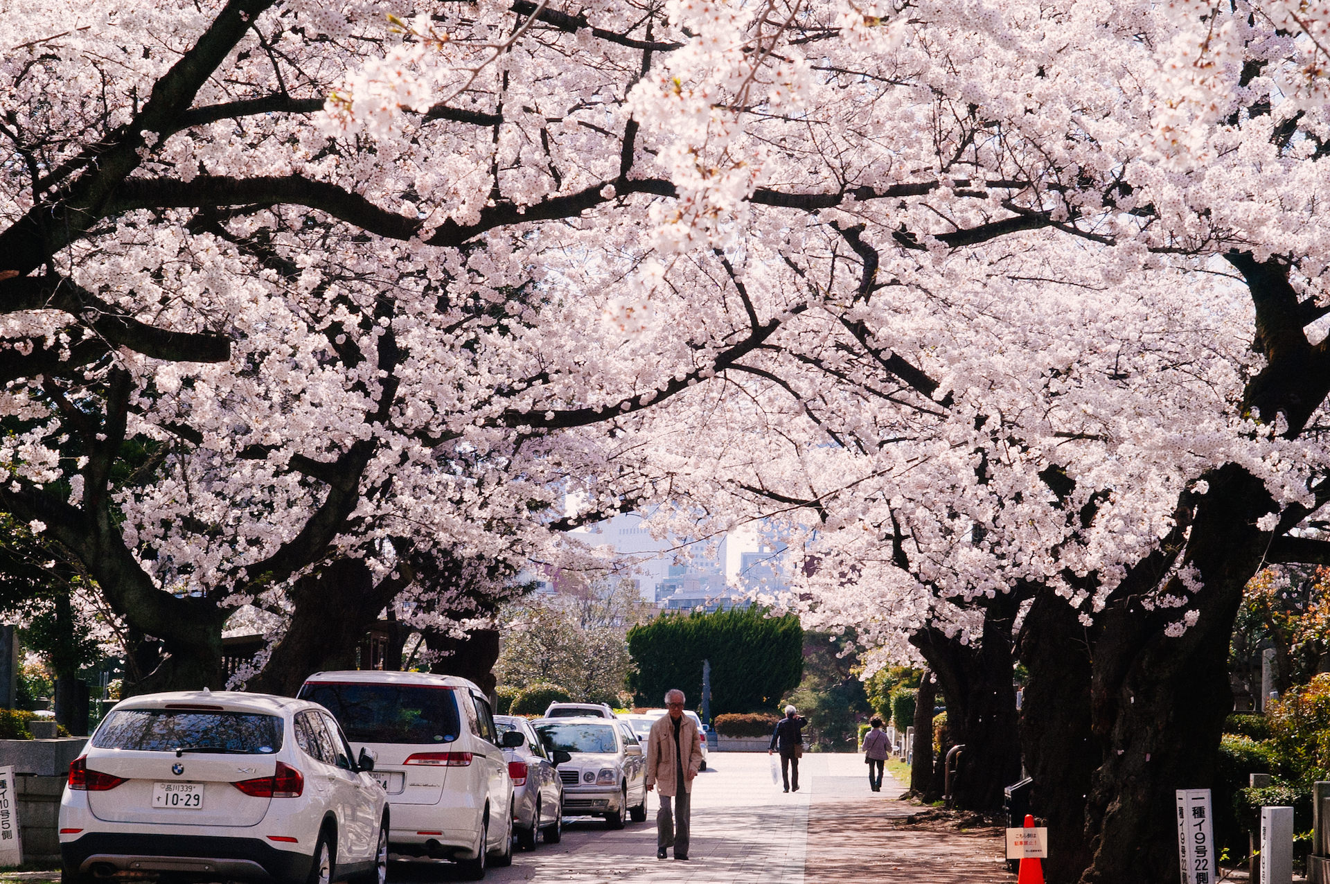 f:id:tanemu:20190117170845j:plain