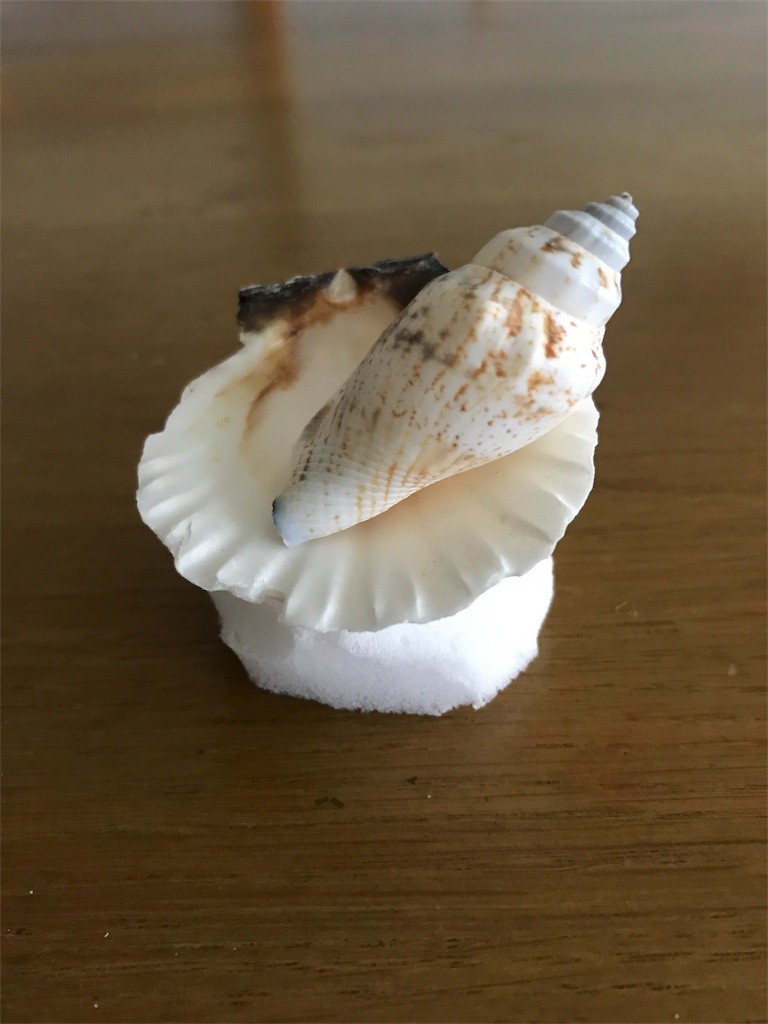 f:id:tanenolog:20180729072934j:image f:id:tanenolog:20180729072934j:image