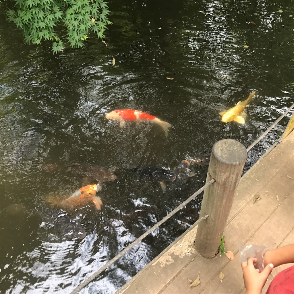 f:id:tanenolog:20180806181211j:image f:id:tanenolog:20180806181211j:image