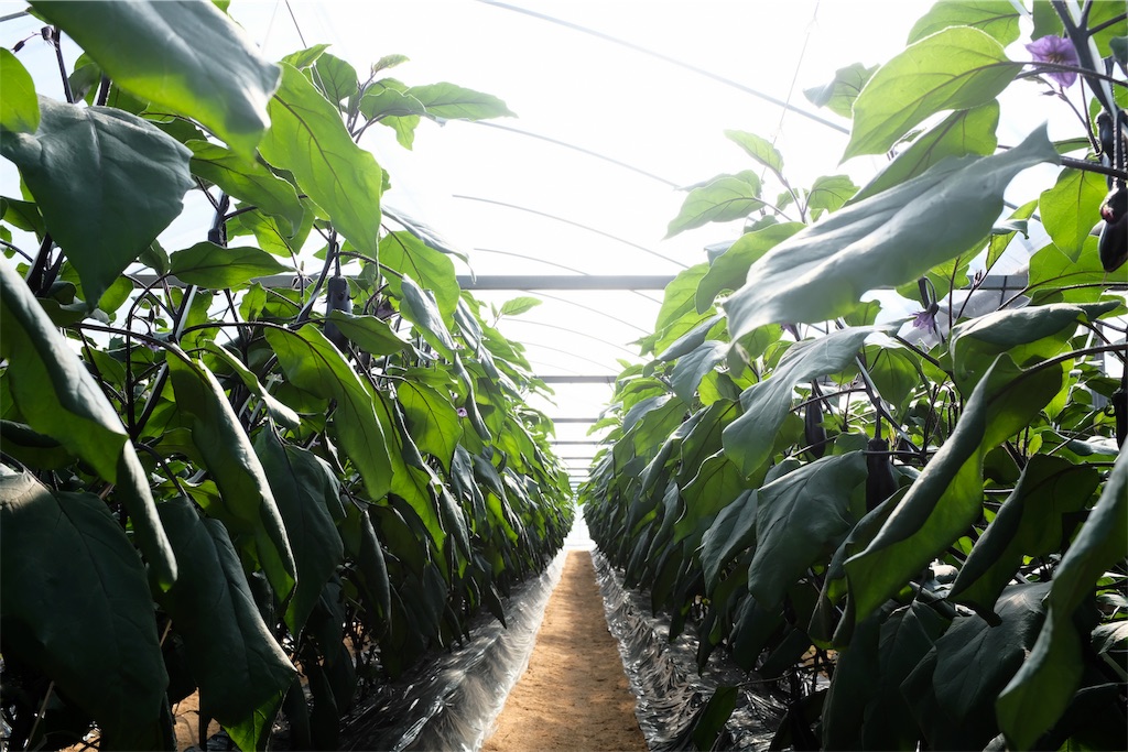 f:id:tangefarm:20190103060914j:image f:id:tangefarm:20190103060914j:image