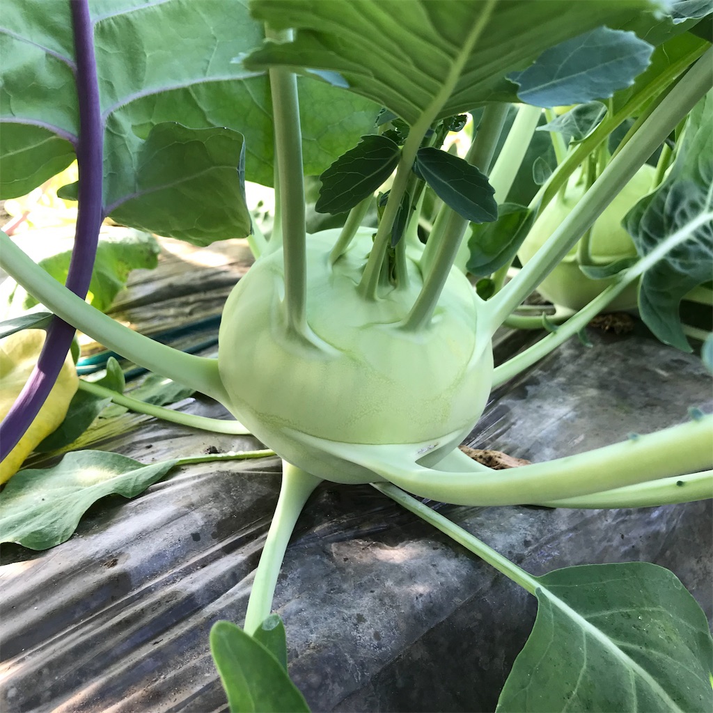 f:id:tangefarm:20190125072551j:image f:id:tangefarm:20190125072551j:image