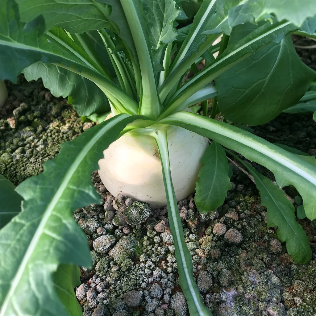 f:id:tangefarm:20190125072602j:image f:id:tangefarm:20190125072602j:image