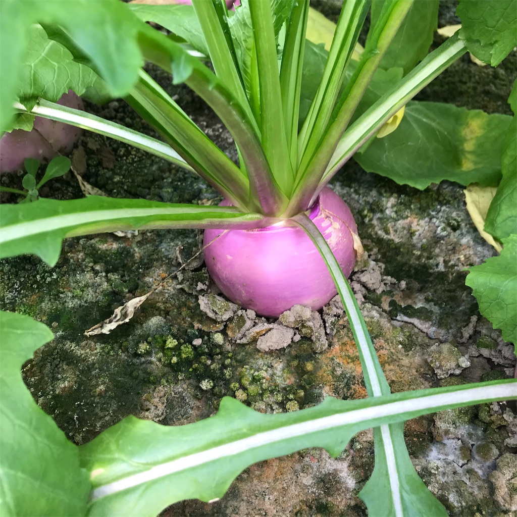 f:id:tangefarm:20190125072611j:image f:id:tangefarm:20190125072611j:image