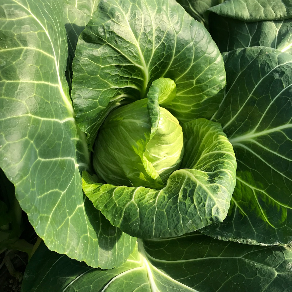 f:id:tangefarm:20190125072616j:image f:id:tangefarm:20190125072616j:image
