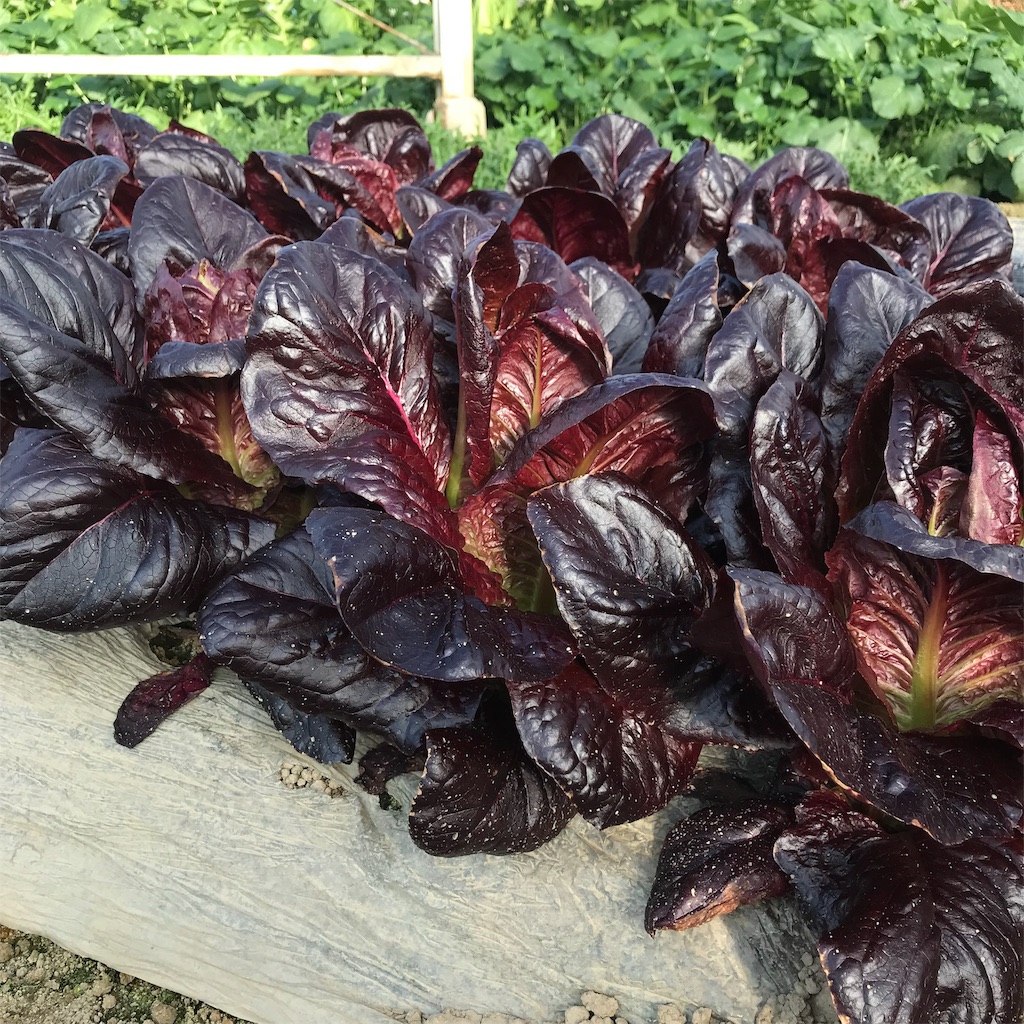f:id:tangefarm:20190125072628j:image f:id:tangefarm:20190125072628j:image