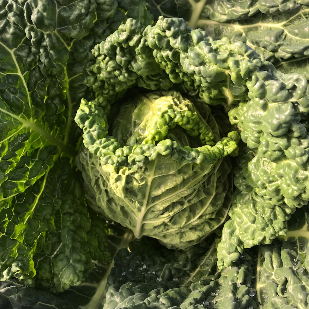 f:id:tangefarm:20190125072638j:image f:id:tangefarm:20190125072638j:image
