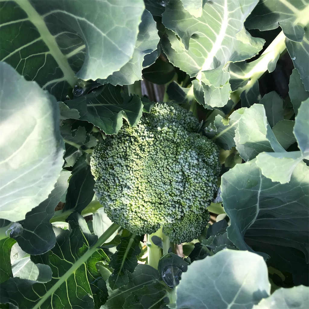 f:id:tangefarm:20190125072651j:image f:id:tangefarm:20190125072651j:image