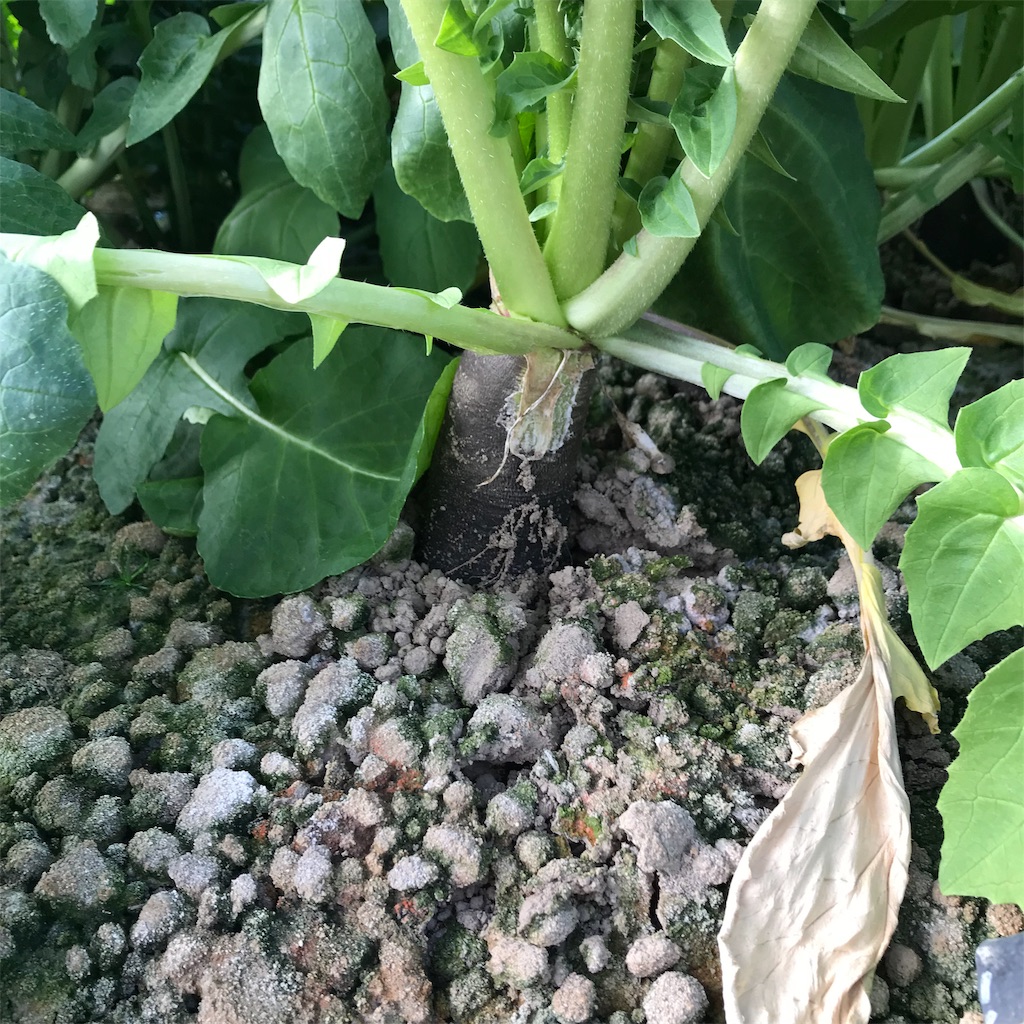 f:id:tangefarm:20190125072803j:image f:id:tangefarm:20190125072803j:image