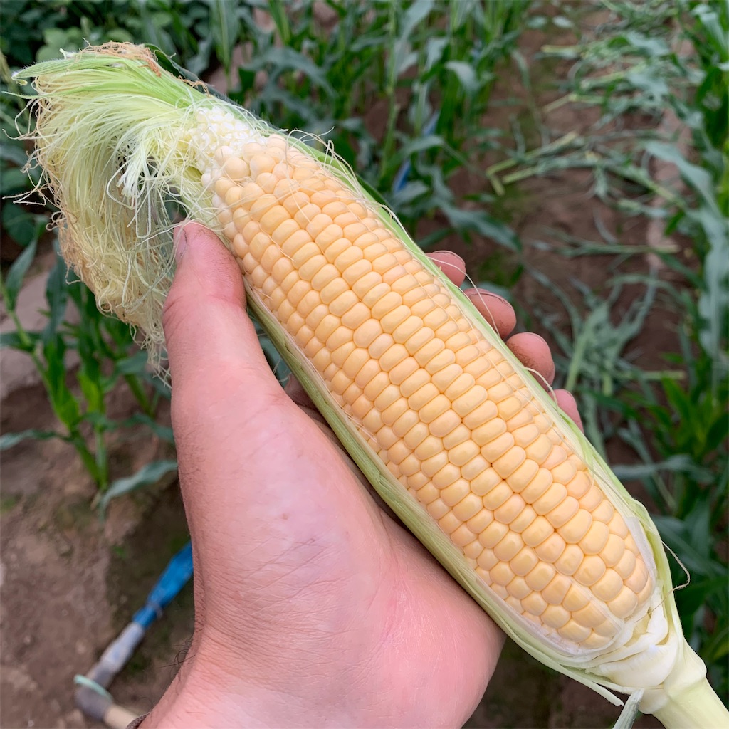 f:id:tangefarm:20190609074254j:image f:id:tangefarm:20190609074254j:image