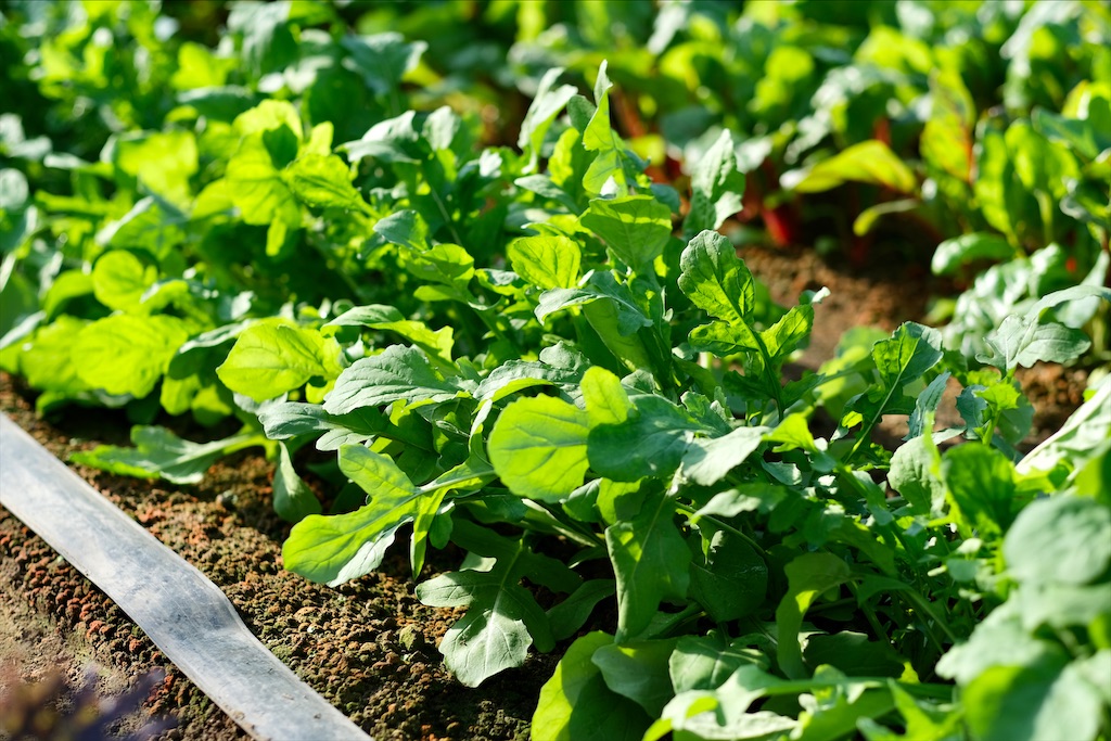f:id:tangefarm:20200121100205j:image f:id:tangefarm:20200121100205j:image