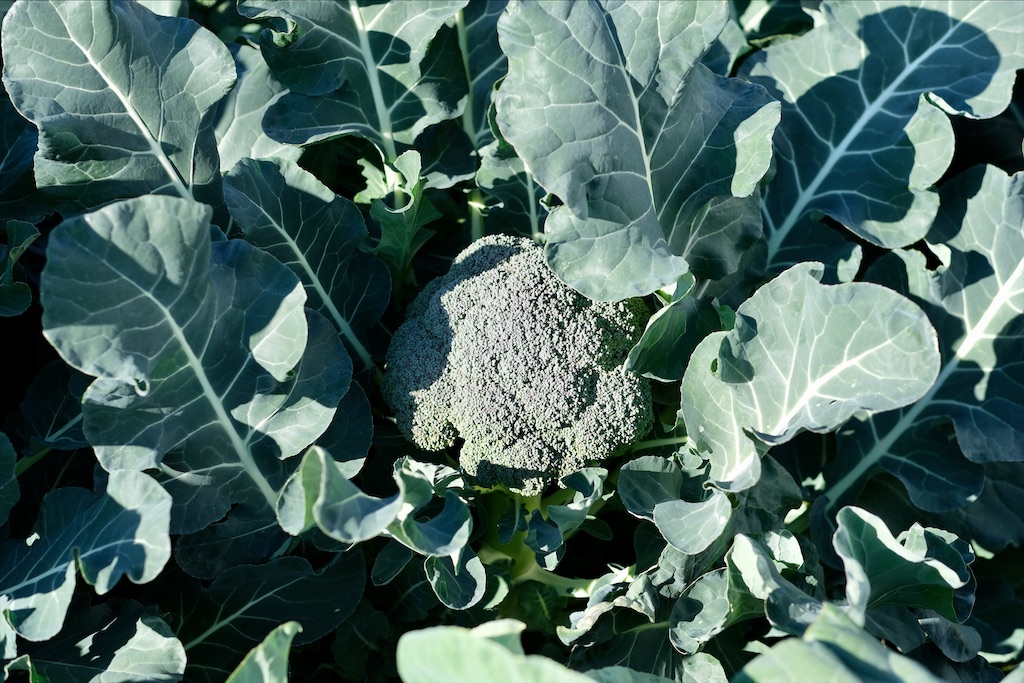 f:id:tangefarm:20200121100619j:image f:id:tangefarm:20200121100619j:image
