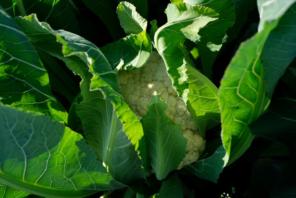 f:id:tangefarm:20200121100717j:image f:id:tangefarm:20200121100717j:image