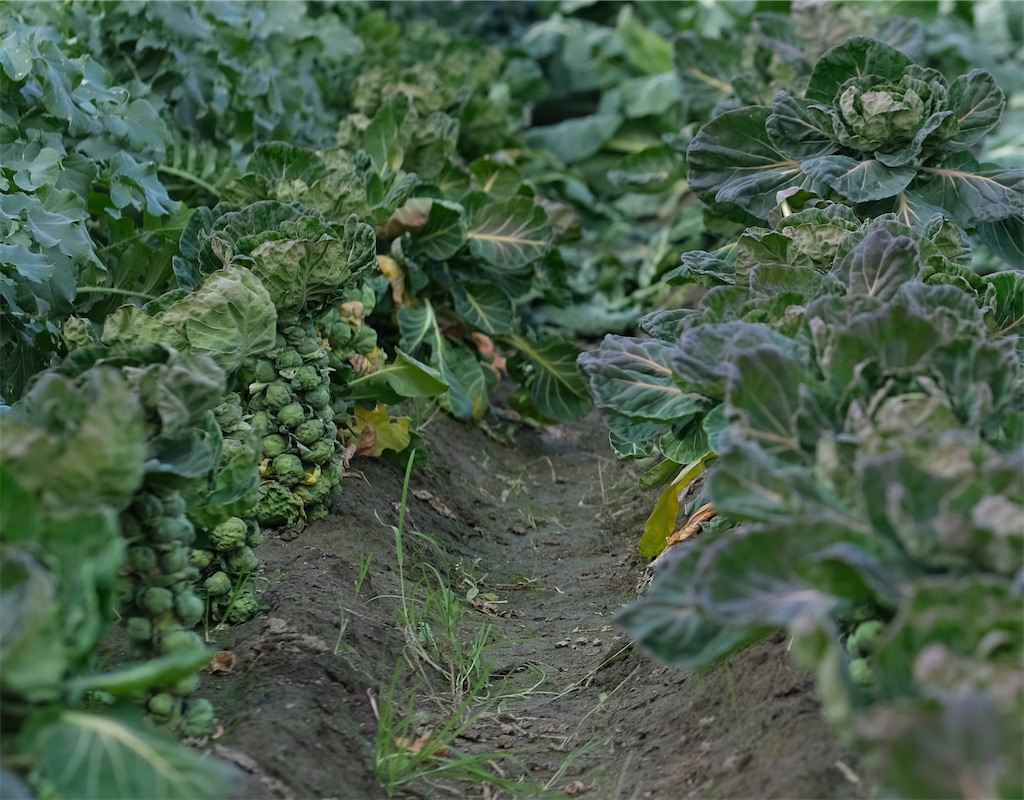 f:id:tangefarm:20200121100929j:image f:id:tangefarm:20200121100929j:image