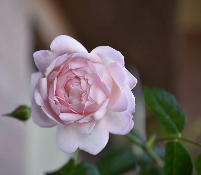 f:id:tangerinekun:20180509231849j:plain f:id:tangerinekun:20180509231849j:plain