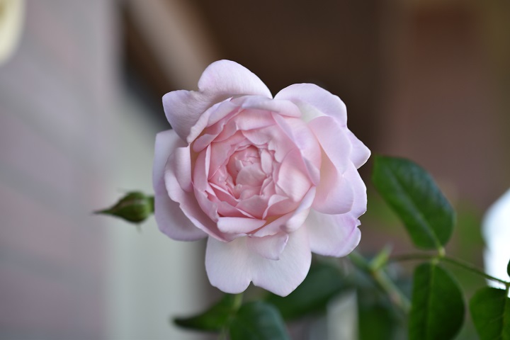 f:id:tangerinekun:20180509232214j:plain f:id:tangerinekun:20180509232214j:plain