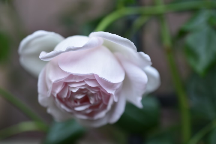 f:id:tangerinekun:20180509232804j:plain f:id:tangerinekun:20180509232804j:plain