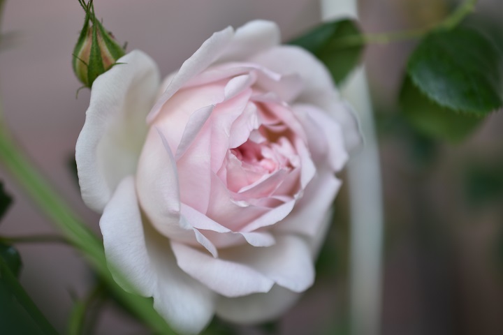 f:id:tangerinekun:20180509233256j:plain f:id:tangerinekun:20180509233256j:plain