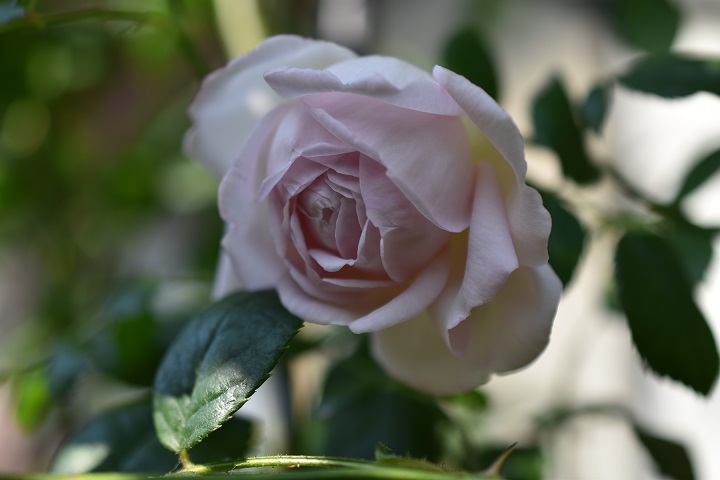 f:id:tangerinekun:20180509233643j:plain f:id:tangerinekun:20180509233643j:plain