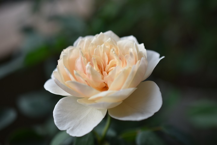 f:id:tangerinekun:20180704100036j:plain f:id:tangerinekun:20180704100036j:plain