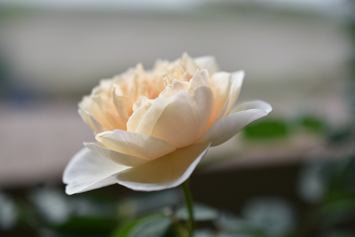 f:id:tangerinekun:20180704100110j:plain f:id:tangerinekun:20180704100110j:plain