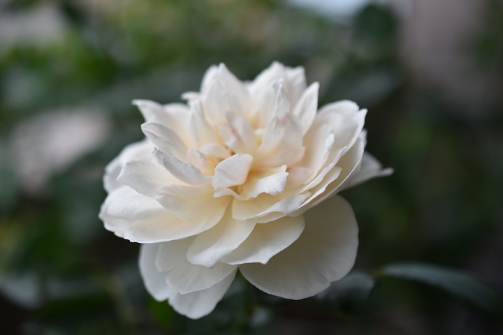 f:id:tangerinekun:20180704100129j:plain f:id:tangerinekun:20180704100129j:plain