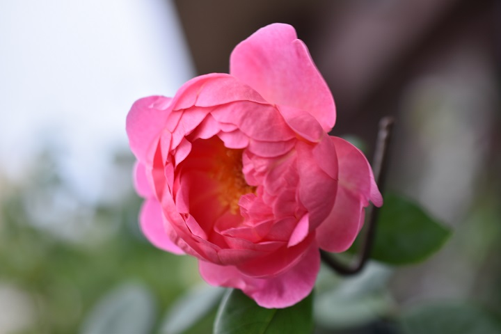 f:id:tangerinekun:20180704100244j:plain f:id:tangerinekun:20180704100244j:plain
