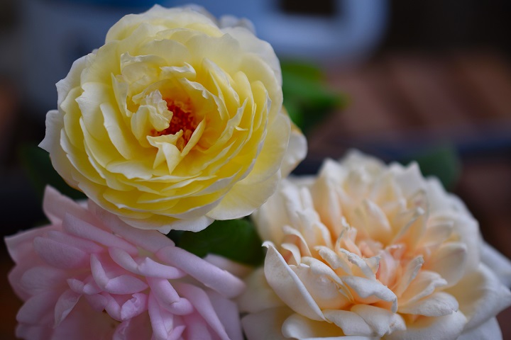 f:id:tangerinekun:20180722134514j:plain