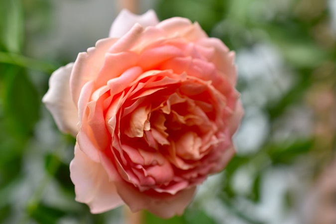 f:id:tangerinekun:20180926142248j:plain f:id:tangerinekun:20180926142248j:plain