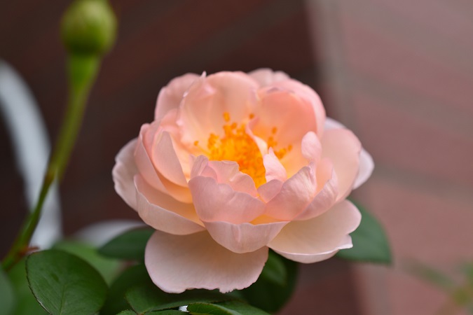 f:id:tangerinekun:20180926142538j:plain f:id:tangerinekun:20180926142538j:plain