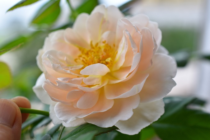 f:id:tangerinekun:20180926143009j:plain f:id:tangerinekun:20180926143009j:plain