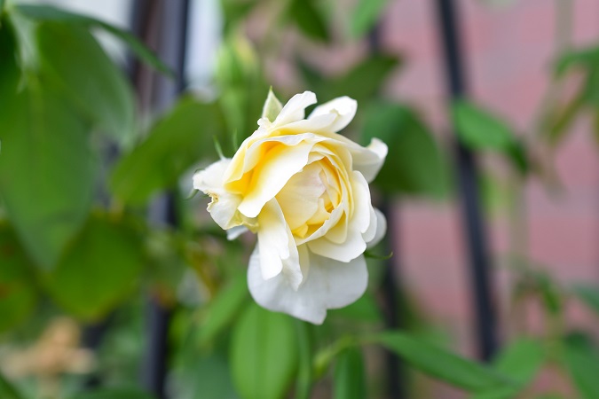 f:id:tangerinekun:20180926143449j:plain f:id:tangerinekun:20180926143449j:plain
