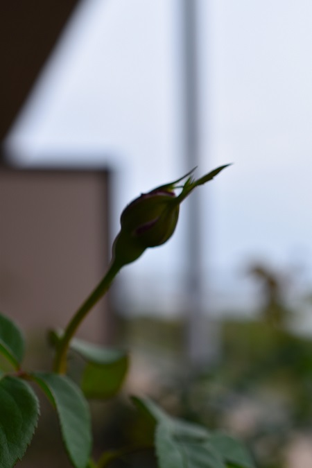 f:id:tangerinekun:20181023132519j:plain