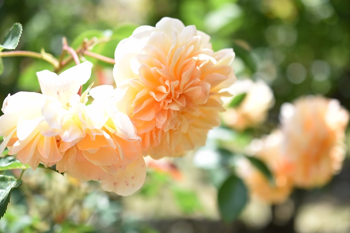f:id:tangerinekun:20181023135249j:plain