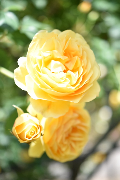 f:id:tangerinekun:20181023140332j:plain
