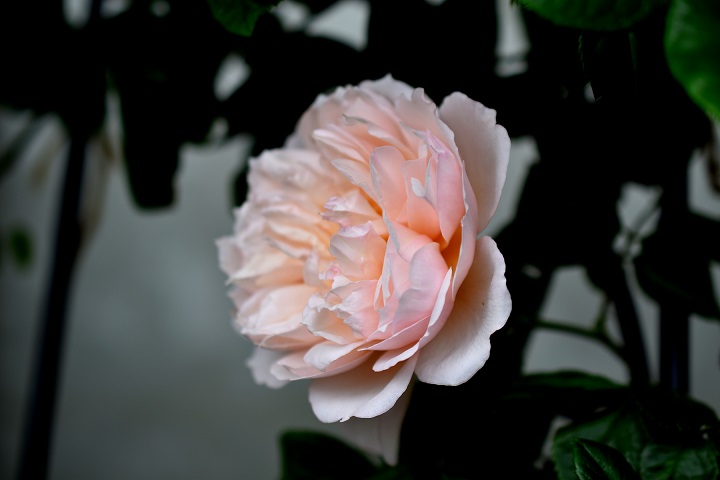 f:id:tangerinekun:20181208023139j:plain