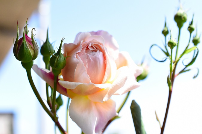 f:id:tangerinekun:20190427140854j:plain f:id:tangerinekun:20190427140854j:plain